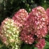 Čarobna svijeća hydrangea paniculata: sadnja i njega, zimska otpornost, recenzije